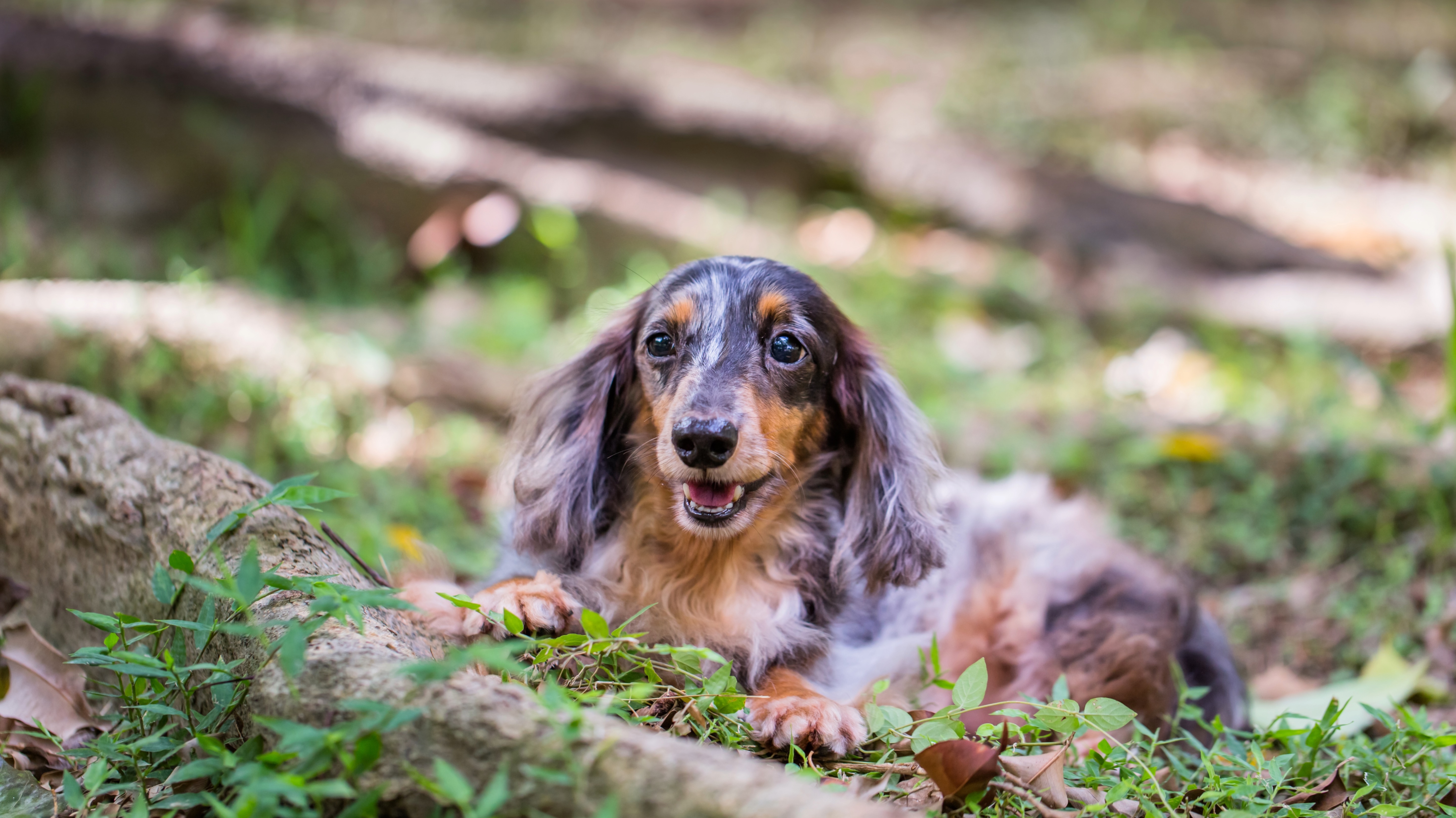 Dachshund