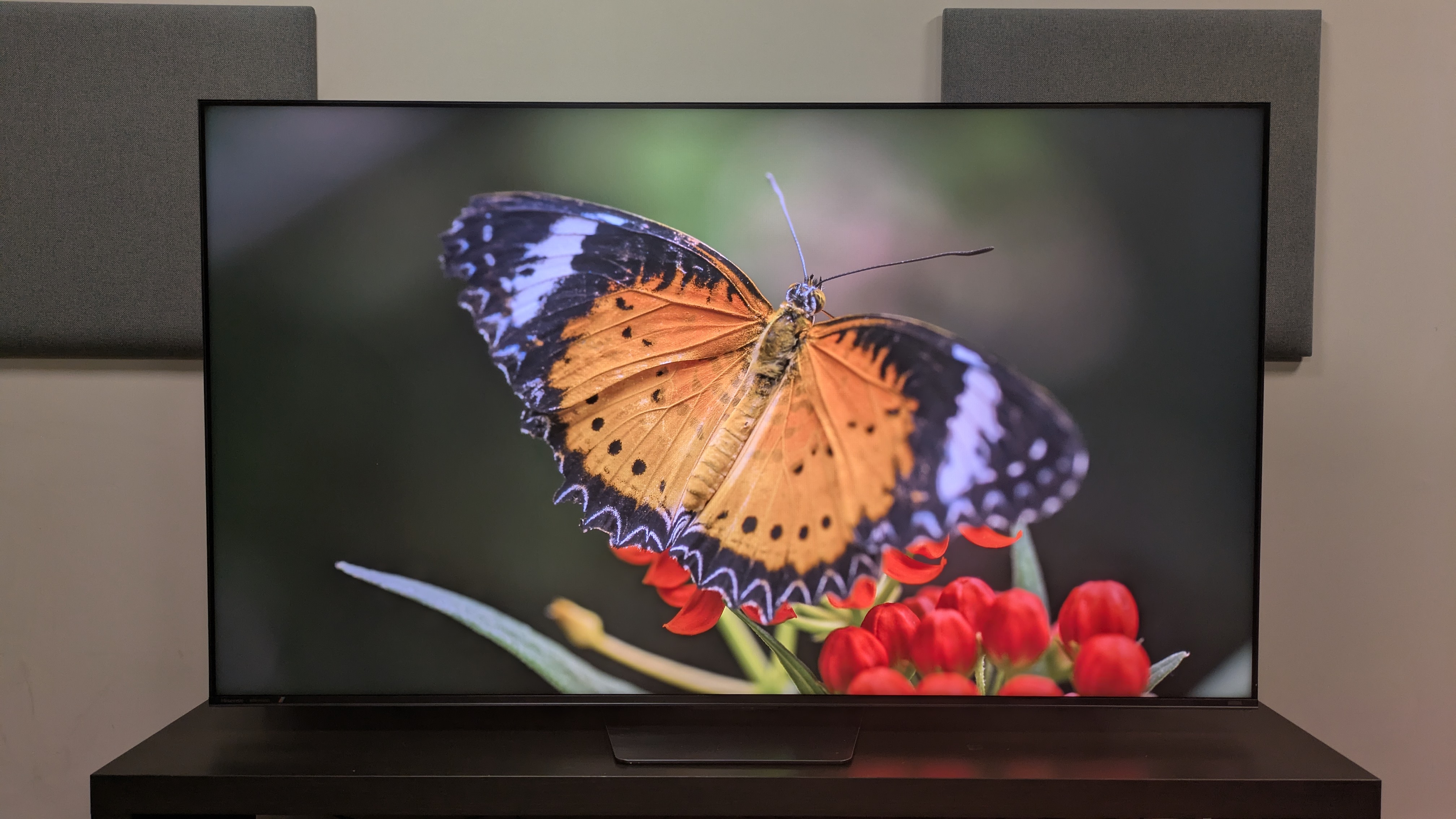 Hisense UR8 with orange butterfly. Colors are vibrant with good clarity, although can look soft in finer areas 