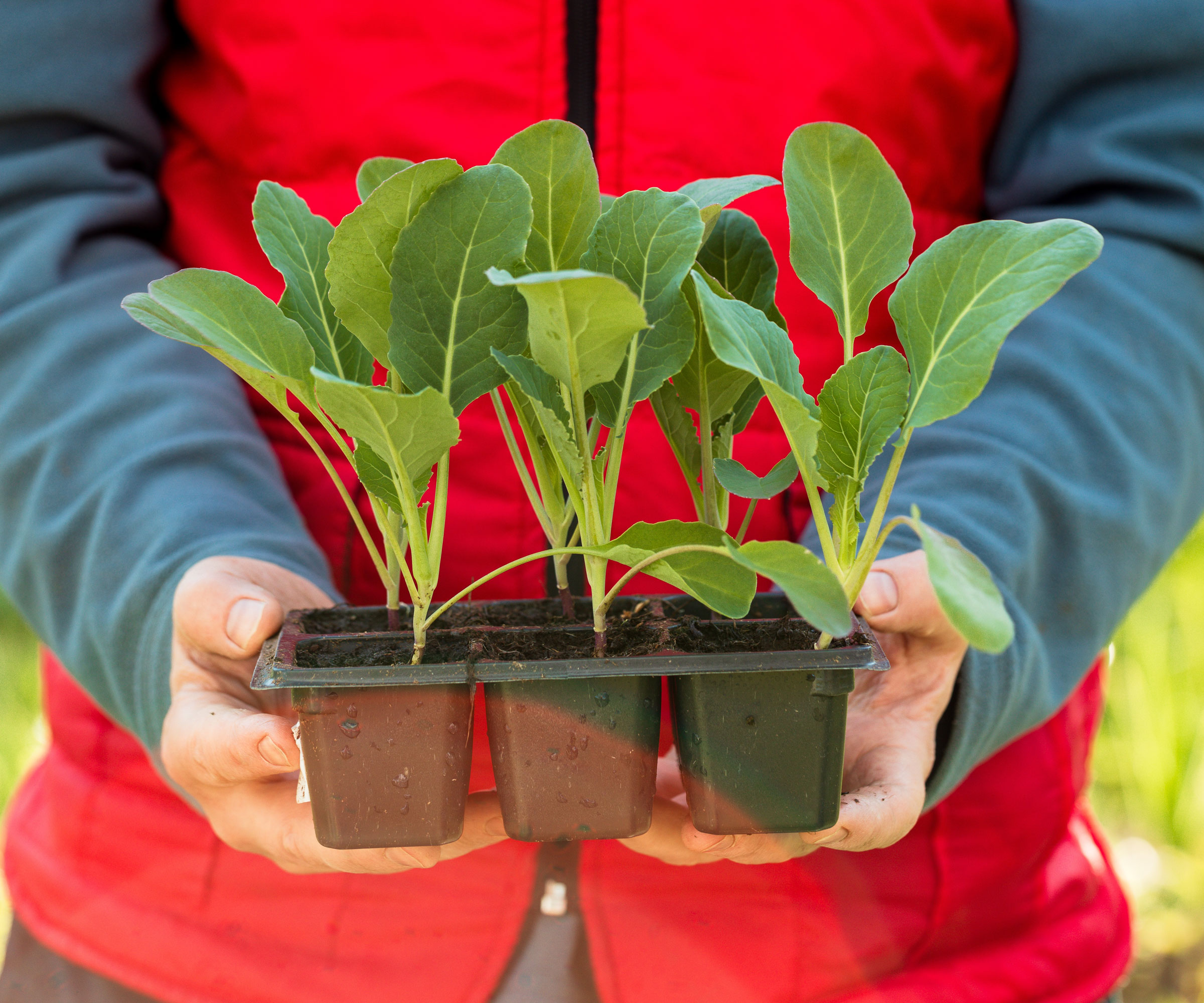 cabbage seedlings being held in large seed tray
