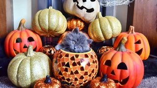 Halloween cat