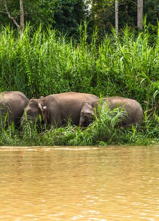 Kinabatangan River