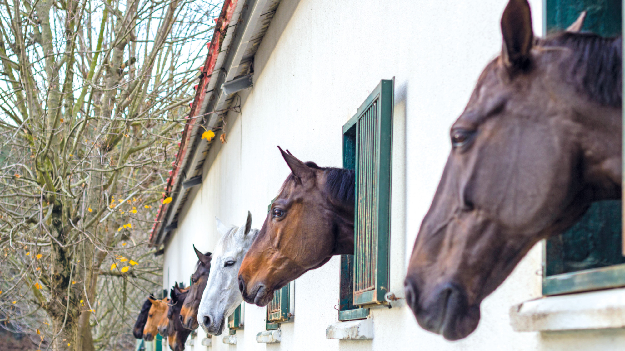 Pictured a line of horses in stables.