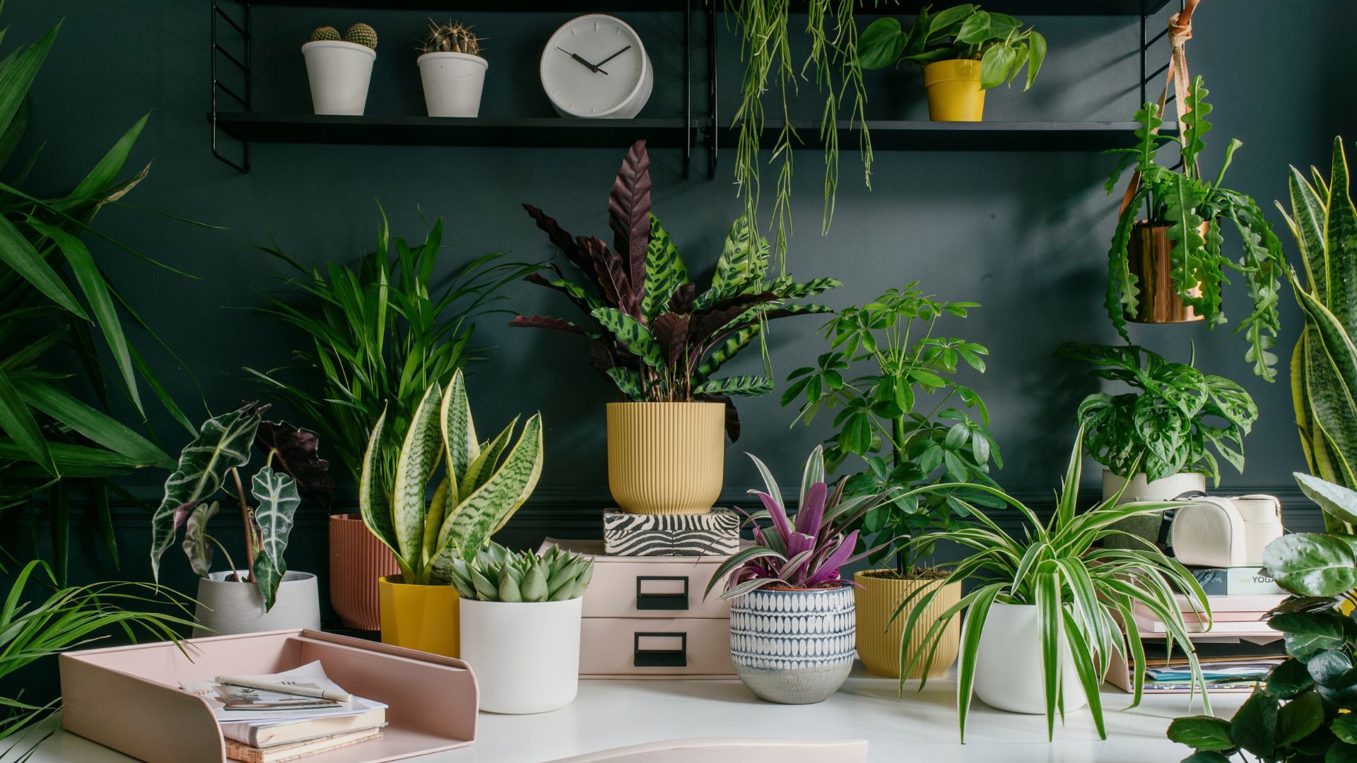 A deep green study with potted plants in colorful planters grouped together in an indoor garden