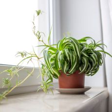 curly spider plant with babies on windowsill