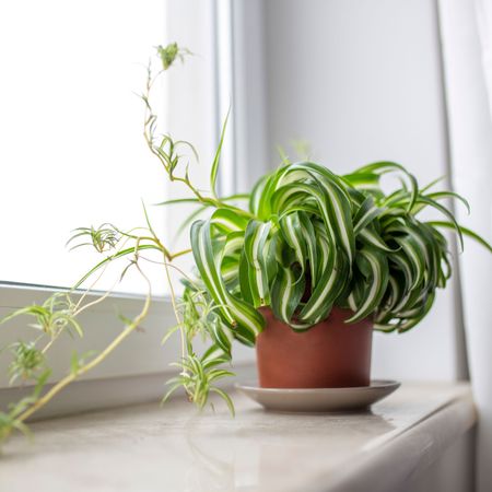 curly spider plant with babies on windowsill