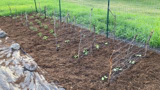 Mulch around newly planted vegetable seedlings.