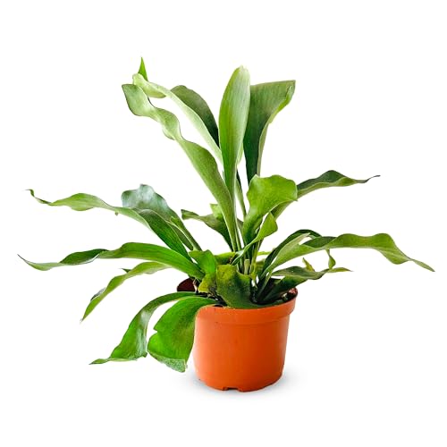 Shop Succulents Staghorn Fern Plant, Rare Live Indoor Plant, Easy Care Tropical Houseplant in Nursery Pot, Air Purifying Plant in Soil, Housewarming, Home Décor, 6 Inch Pot