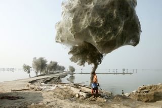 Spider Trees in Pakistan