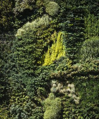 Moss living wall