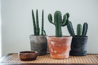 An aloe vera and 2 cactuses