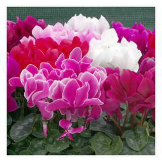 A bunch of cyclamen flowers