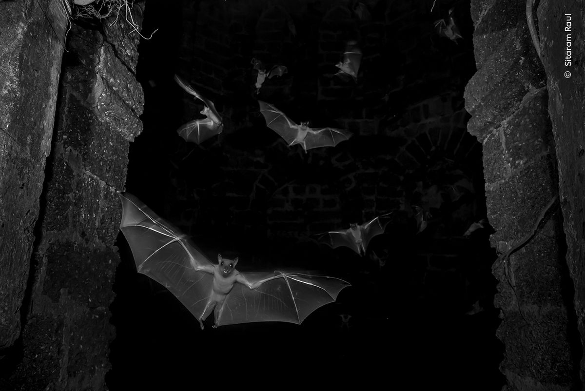A striking black and white image of bats in flight against a dark stone backdrop, showcasing their wingspan and agility