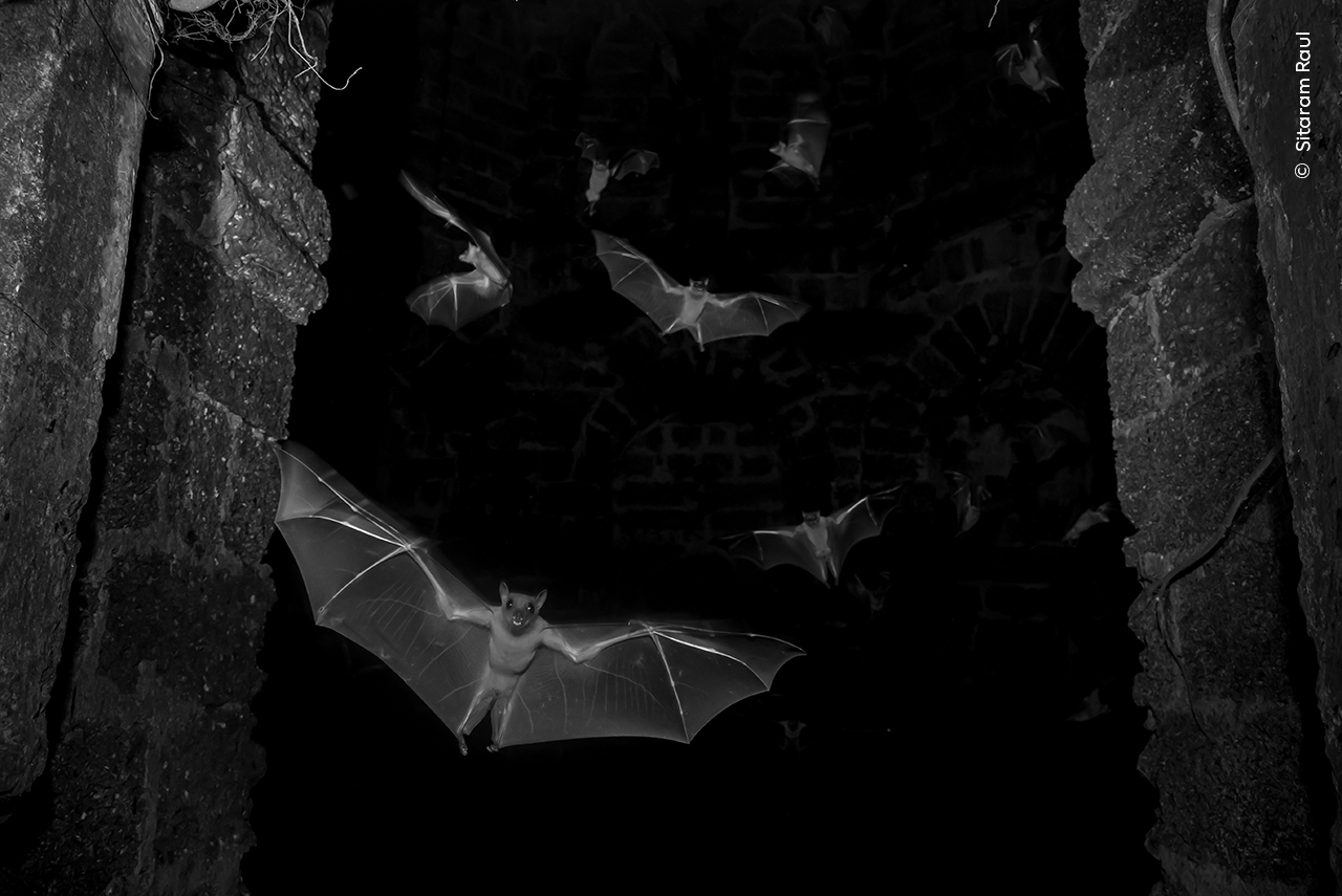 A striking black and white image of bats in flight against a dark stone backdrop, showcasing their wingspan and agility