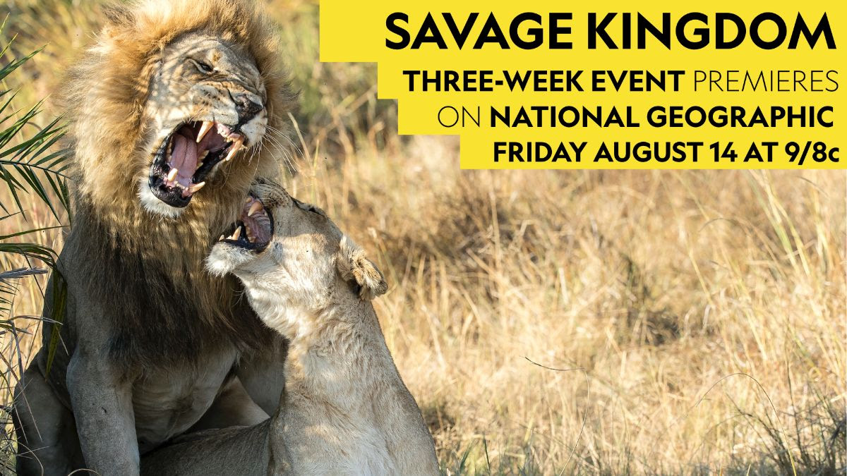 ‘Savage Kingdom’ on Nat Geo Aug. 14 | Next TV