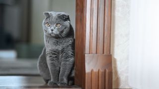 Popular cat breeds