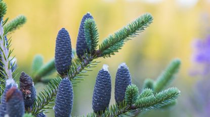 Cones on balsam fir branches