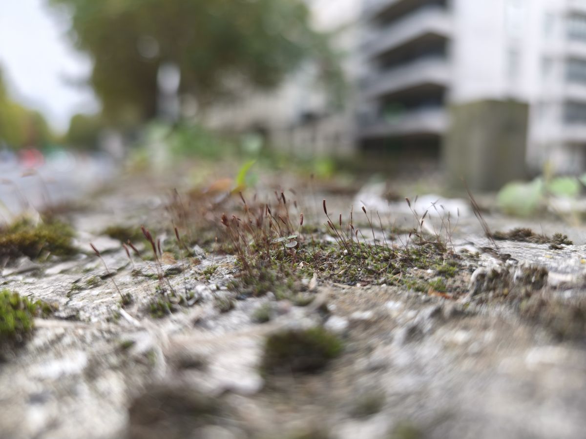 Xiaomi 15T Pro camera sample 1x macro plants