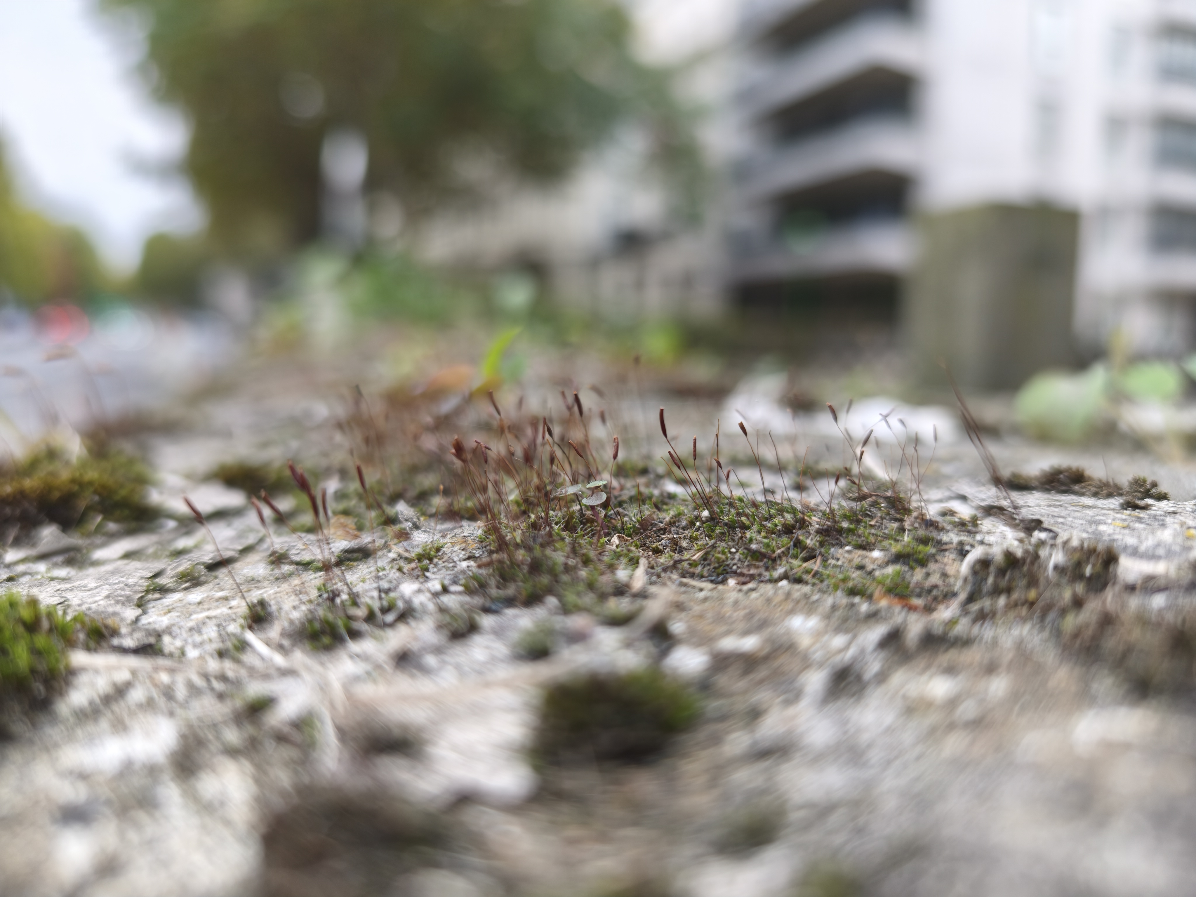 Xiaomi 15T Pro camera sample 1x macro plants
