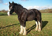 JimmyShireHorse.jpg