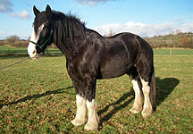 JimmyShireHorse.jpg
