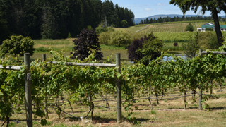 Vineyards in Cowichan Valley, Vancouver Island.