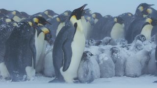 Emperor penguins stand in a huge huddle with their chicks as it snows in Frozen Planet II.
