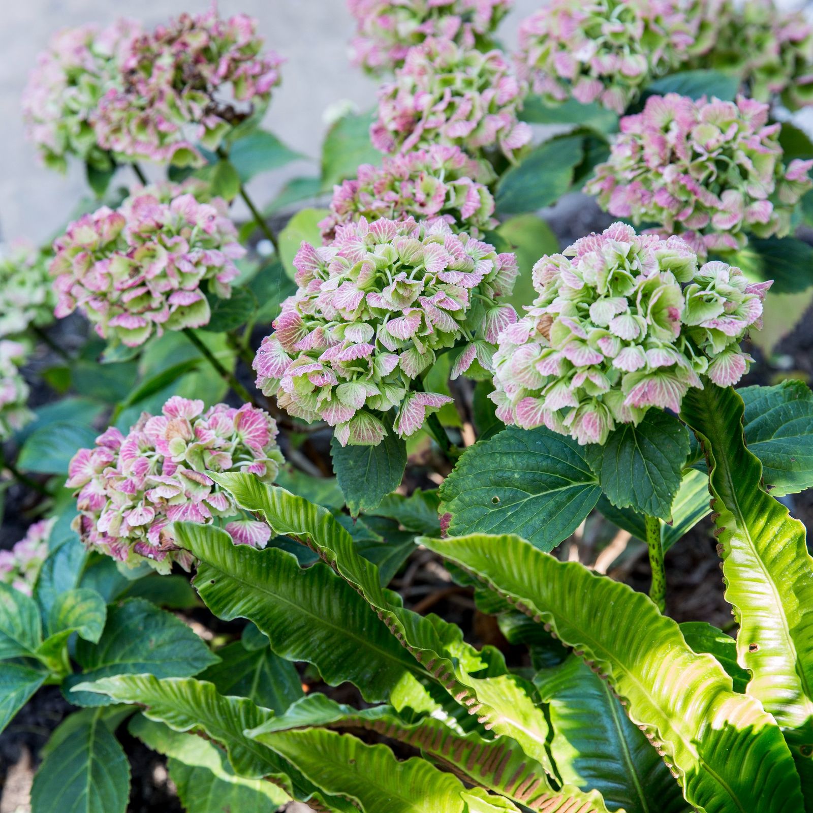 why-are-my-hydrangeas-turning-brown-5-possible-reasons-why-ideal-home