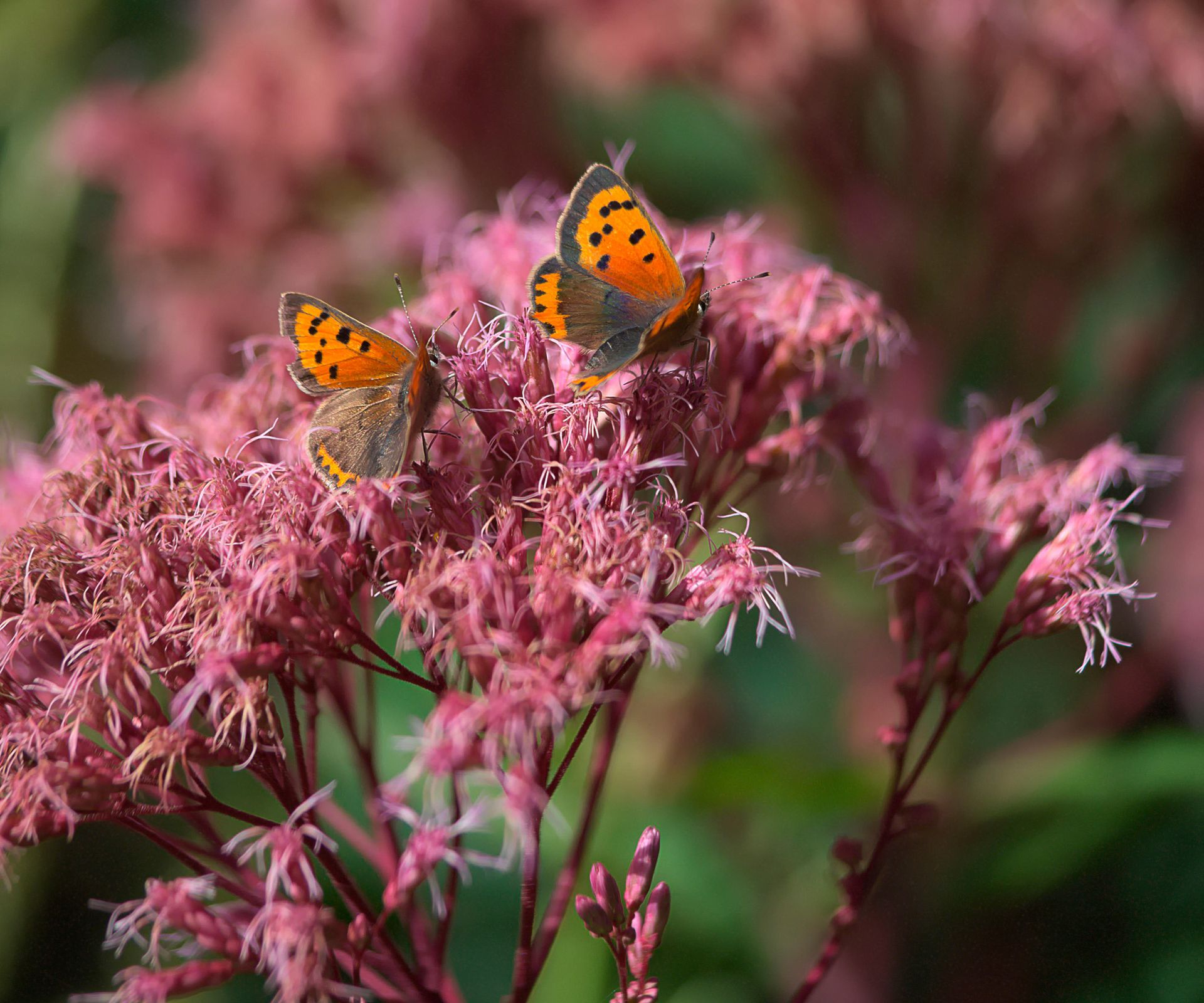 Best plants for a butterfly garden 16 pollinator picks