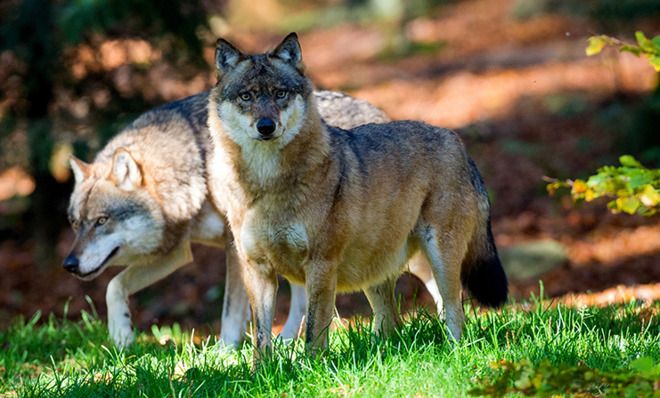 Germany has a serious wolf problem | The Week