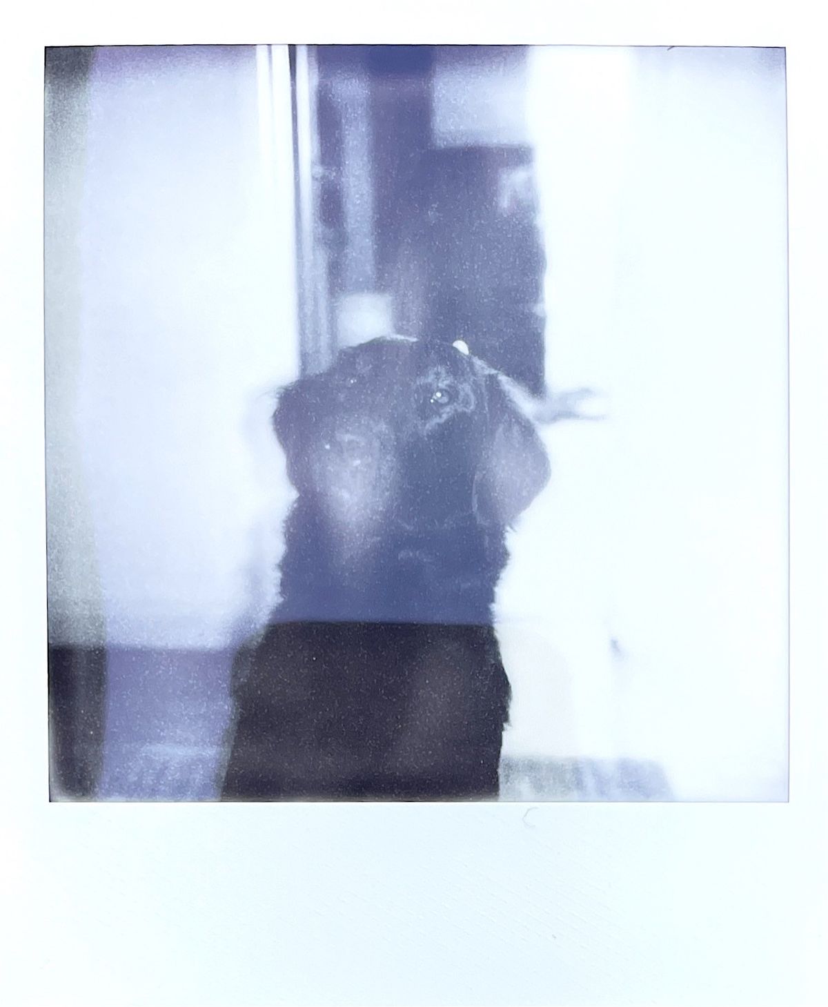 Inside, like most Polaroids the I-2 struggles to meter effectively