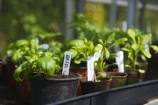 How to grow basil