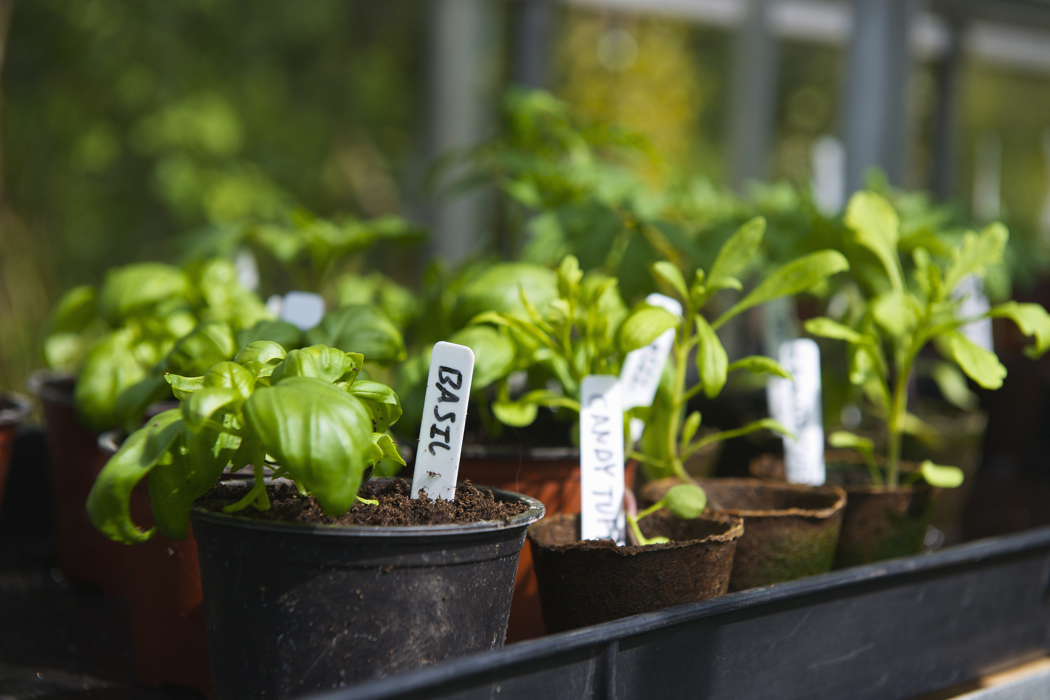 When Is the Best Time to Grow Your Herbs Indoors?