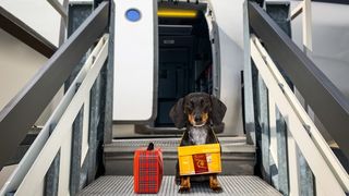 Dog on plane steps with suitcase and passport