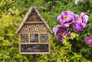 Attract bees with an insect house