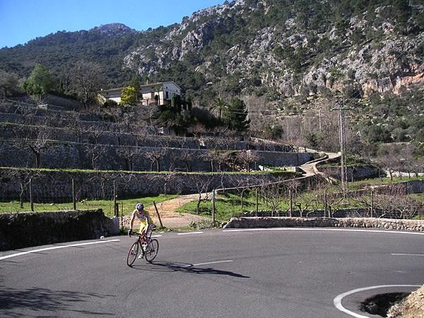 The Majorca countryside is littered with orchards.