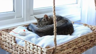 DIY cat bed made from a woven basket hanging up at window with cat asleep inside it