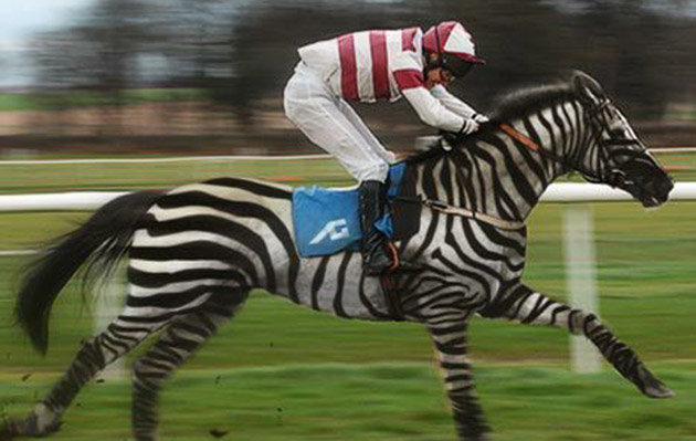 Racehorse-Rehoming-April-Fools.jpg