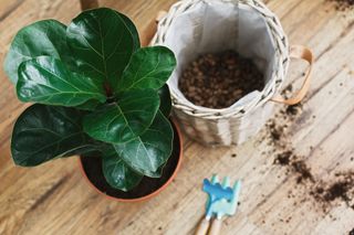 plant next to cache pot filled with stones for drainage