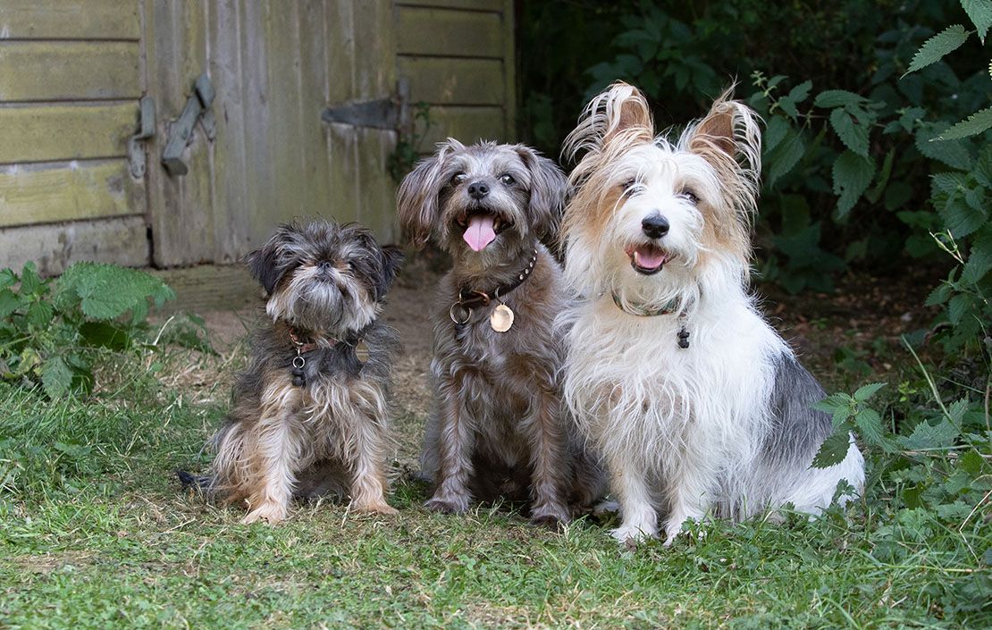 a selection of zesty mongrels