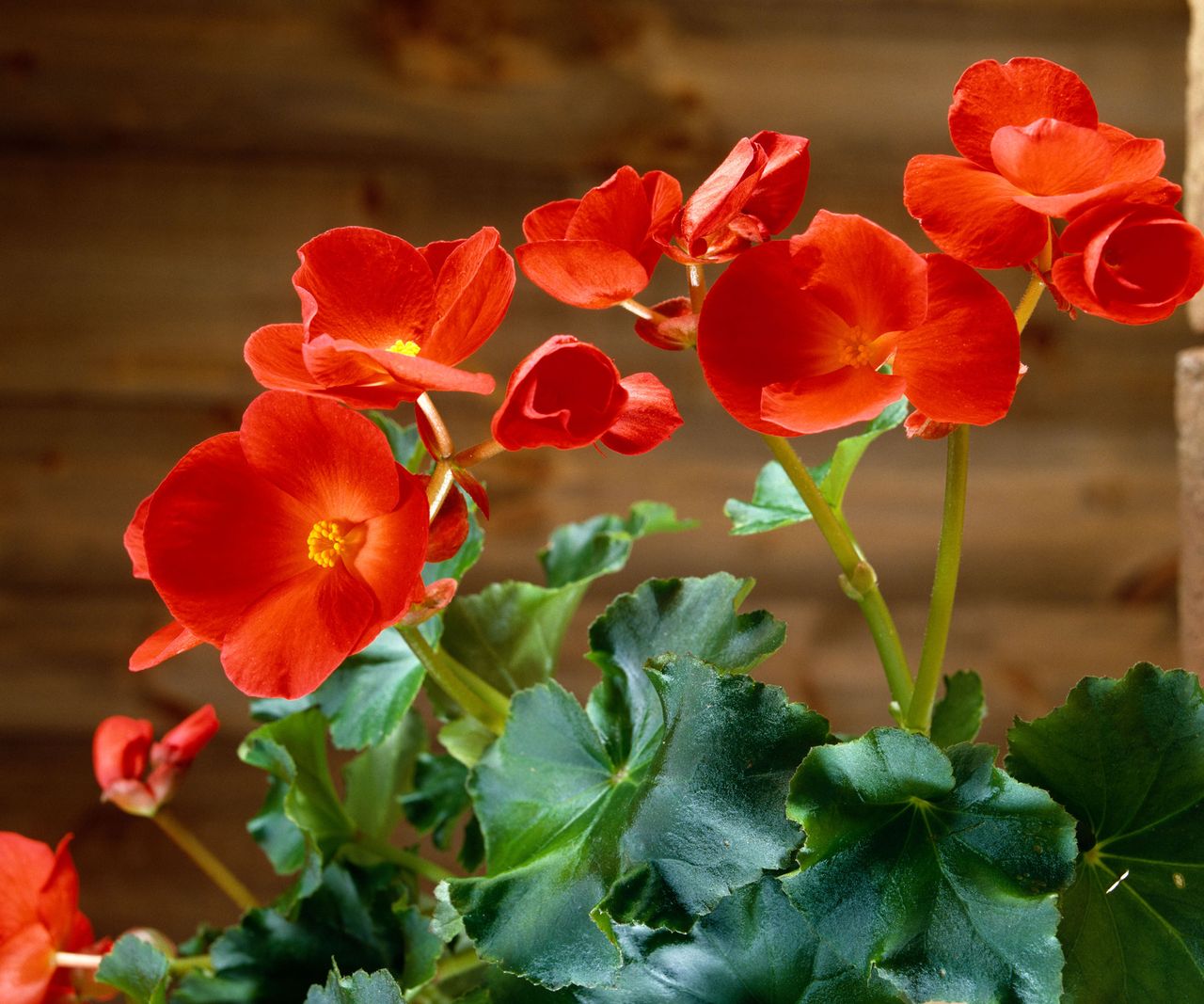 Indoor plants that flower all year round: 10 expert picks | Homes and ...