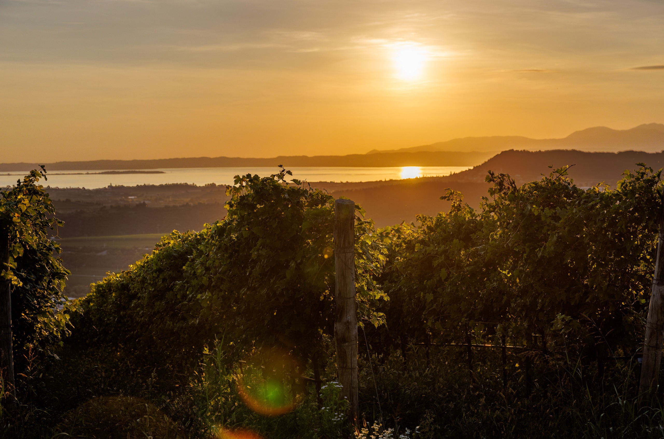 Views over vines to Lake Garda at sunset