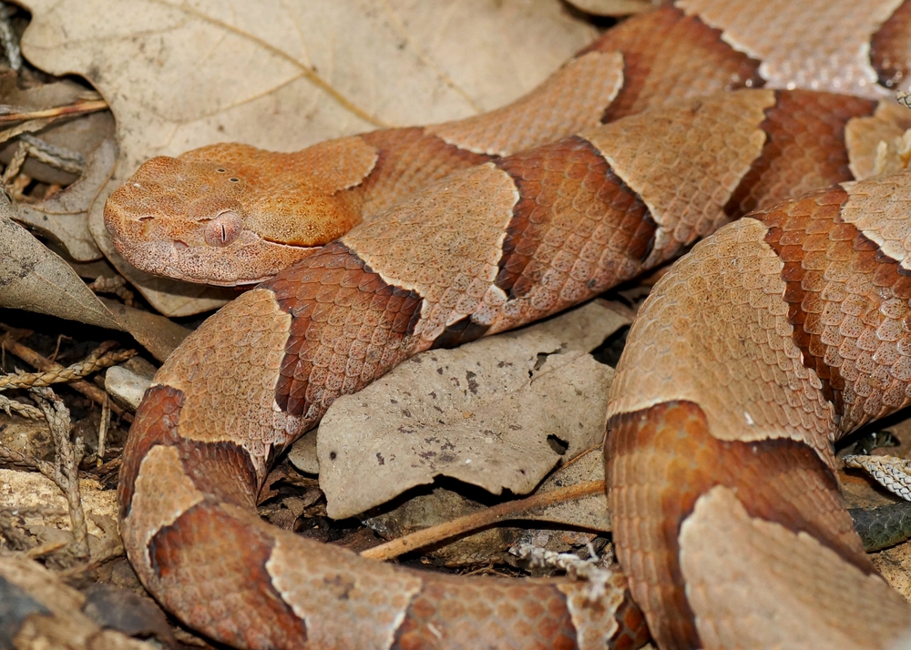 Copperhead Snakes Facts Bites Babies Live Science