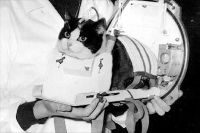 Félicette, the first cat to fly into space in October 1963, is seen her carrier pre-flight. A crowdfunded campaign will erect a memorial to honor the Félicette in her hometown of Paris, France.
