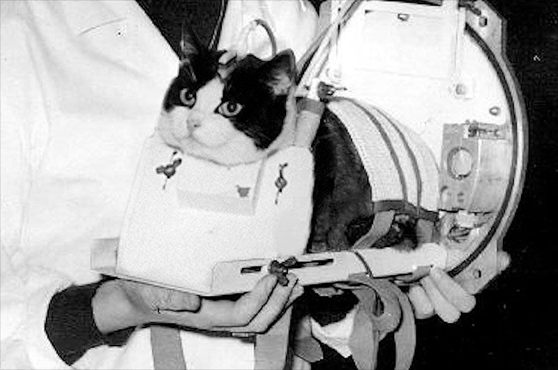 Félicette, the Only Cat Ever Sent to Space, Launched From France on Oct. 18, 1963