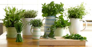 Jugs and plant pots filled with garden herbs to show how to make your house smell good on a budget