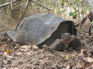 Hybrid giant tortoise