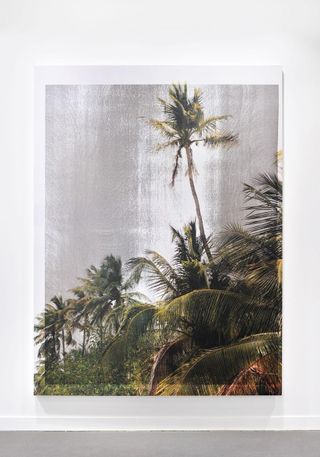 coconut trees picture