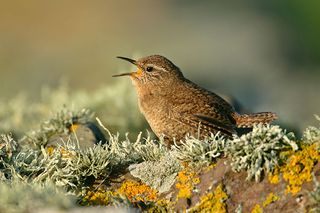 B1RWA4 Shetland Wren (Troglodytes troglodytes zetlandicus) perching on a stonewall covered by lichen, singing, Sumbergh Head RSPB Rese