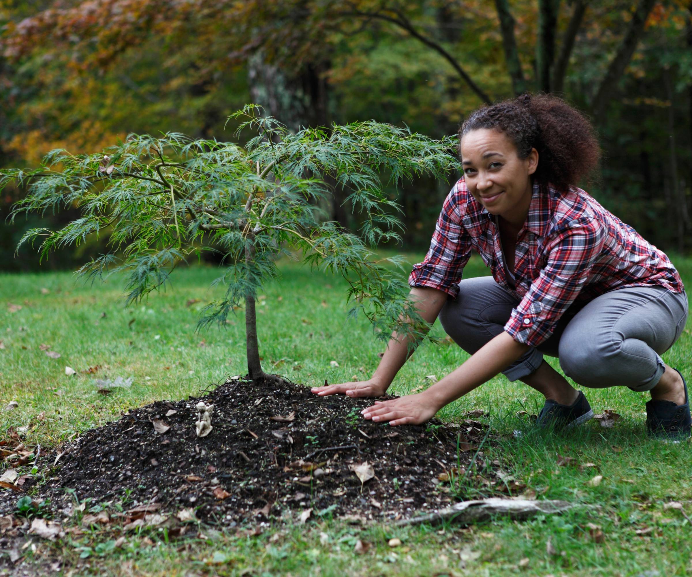 A crouching woman smiles with a freshly planted Japanese maple sapling