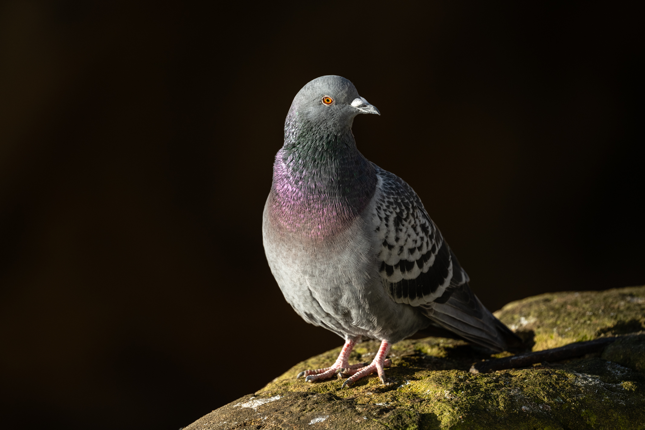 Photo of a pigeon on a wall taken with a Nikkor Z 600mm f/6.3 VR S